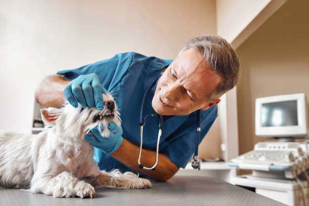 Best Root Canal Emergency Dentist  in Park City, MT